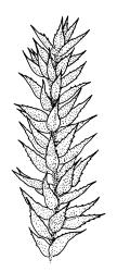 Fabronia australis, branch detail. Drawn from A.J. Fife 5025, CHR 349487.
 Image: R.C. Wagstaff © Landcare Research 2014 